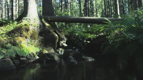 Calm scenery of the forest stream at summer day Video stock 259659188