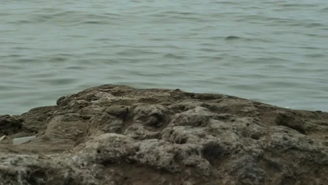 Calm sea waves as a background and brown coral foreground. Video stock 294197754