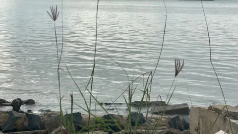 Calm Sea Waves with Wild Grass and Rocky Shoreline Stock Footage 330145511