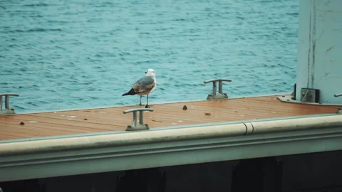 Calm Seagull Perched On Deck Overlooking Water Stock-Footage 320933688