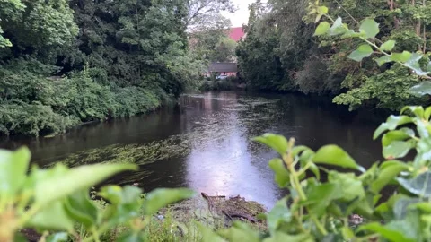Calm Secluded River with Reflective Water Surrounded by Dense Green Trees Stock Footage 340079072