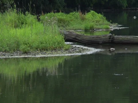 Calm Serene River Lake Side Bank Prestorm Log Water 動画素材 7765247
