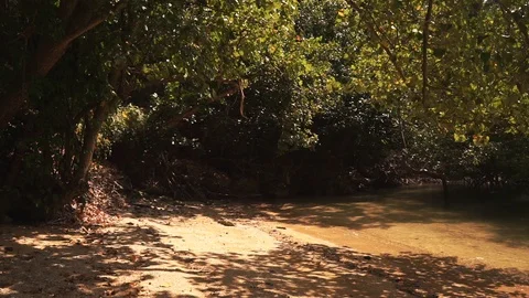 Calm shady creek surrounded by trees Stock Footage 109124431