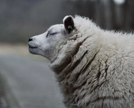 Calm sheep from the side Stock Photos