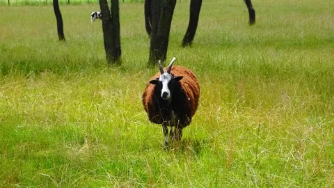 Calm sheep walks in a grassy field under trees during a sunny day in the country Stock Footage 337464607