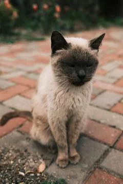 Calm Siamese cat sitting with closed eyes on a brick walkway in a peaceful .. Stock Photos