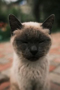 Calm Siamese cat sitting with closed eyes on a brick walkway in a peaceful .. Stock Photos