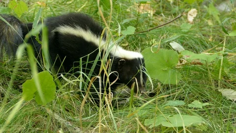 Calm skunk looking around while taking a break in the grass Stock Footage 104976182