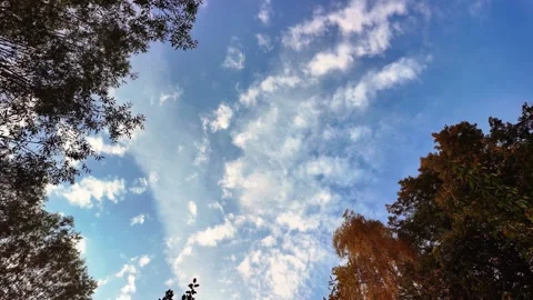 Calm Sky With Gentle Clouds And Autumn Trees Stock Footage 319555630