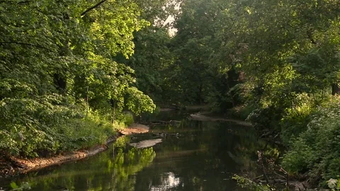 Calm slow forest river among trees at sunset Stock Footage 100242268