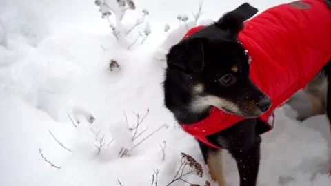 Calm small black dog standing in the snow and looking into the distance Stock Footage 321815289