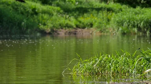 Calm, small river in spring time.  Video stock 76249820