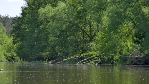 Calm, small river in spring time.  Video stock 76250265