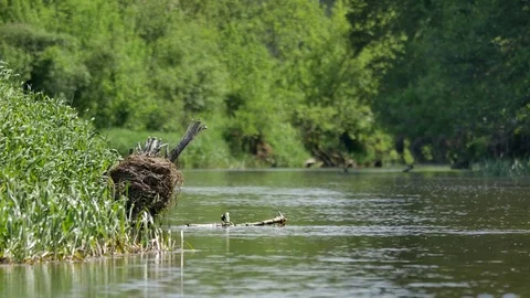 Calm, small river in spring time.  Video stock 76250495