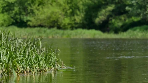 Calm, small river in spring time.  動画素材 76250505