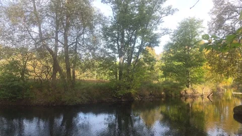 Calm Smooth River Surface Perfectly Reflecting Dark Forest Trees Stock Footage 348028655