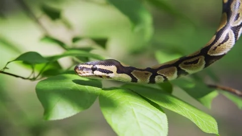 Calm snake hangs from a tree branch against a background of green leaves. She is Video stock 159001528