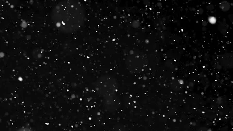 Calm Snow Falling in Winter Stock Footage 317111656