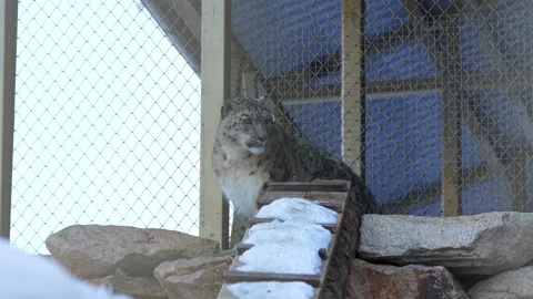 Calm snow leopard looks down snowy ladder in zoo enclosure Stock Footage 319995484