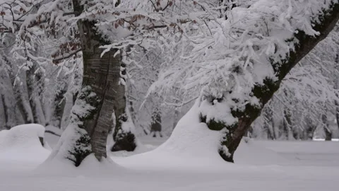 Calm Snowfall in Snow Covered Forest Stock Footage 315895807
