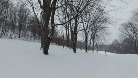 Calm Snowy Park With Leafless Trees in Winter Stock Footage 323423610
