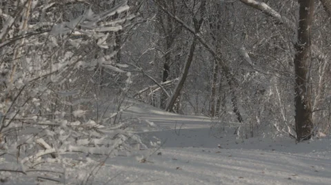 Calm snowy path in woods Stock Footage 35510533