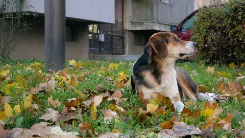 Calm spotted stray dog lying on fallen leaves Stock Footage 71303488