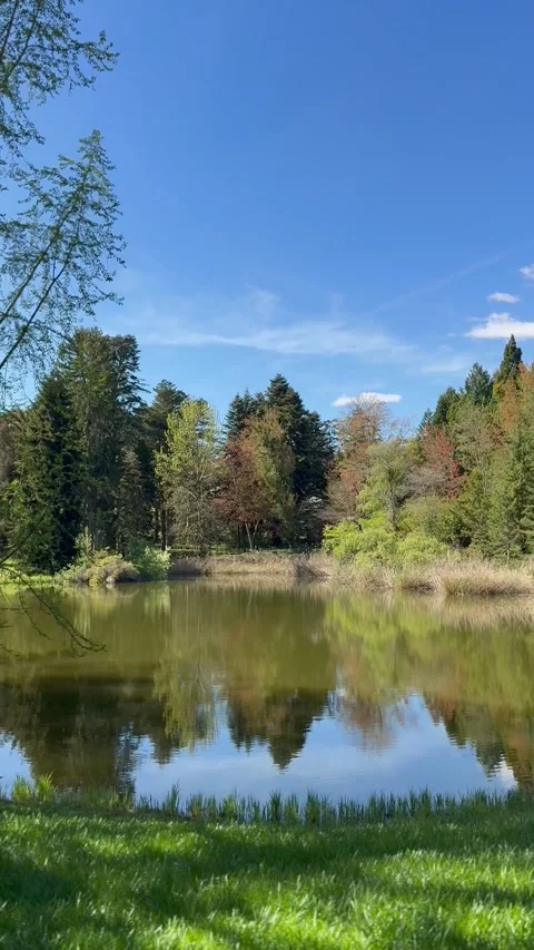 Calm spring pond with tree reflections and blue sky Видео 336032876