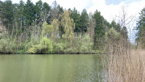 Calm Spring Waterscape with Reflections and Wildlife in Netherlands Park Stock Footage 334149900