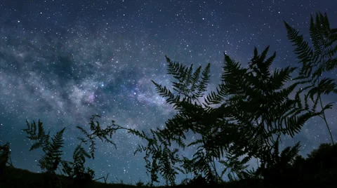 Calm starry night Stock Footage 38598200
