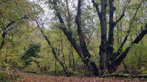 Calm static view of tall forest tree surrounded by green foliage Stock Footage 321551790