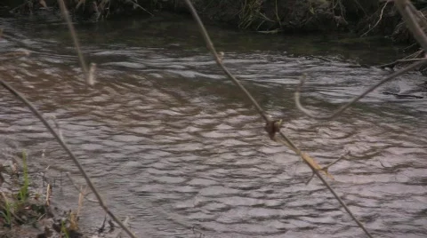 Calm Stream 2 Stock Footage 780427