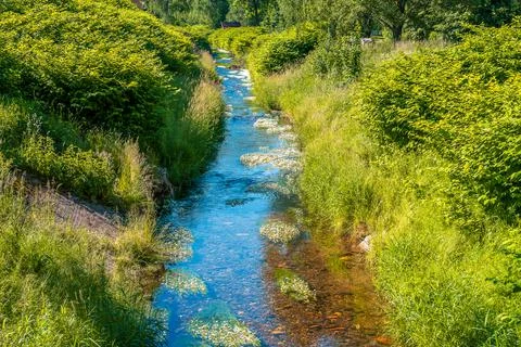 Calm stream floating through tall grass and some bushes on beautiful, sunny d Stock Photos