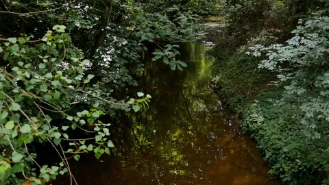 Calm Stream flowing through forest with green trees and plants Stock Footage 95124858