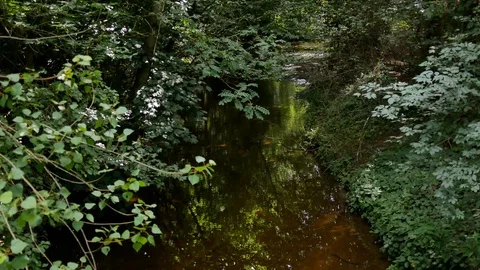 Calm Stream flowing through forest with green overhanging trees and plant Stock Footage 95137432