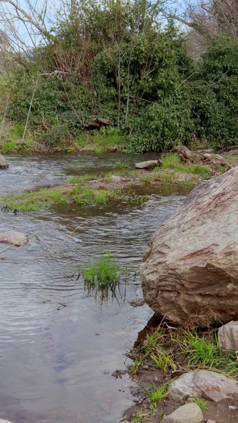 Calm stream flowing through rocks and foliage. Vertical Stock Footage 286763166