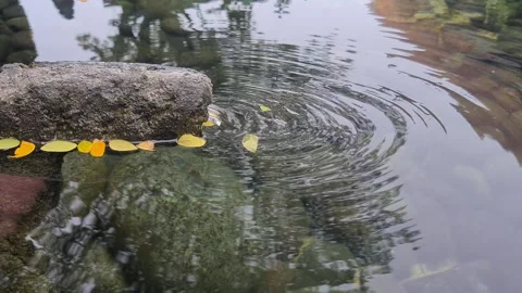 A calm stream flows steadily, guiding small leaves to slowly rotate Stock Footage 311132133