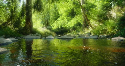 A calm stream flows through a lush green forest, reflecting sunlight off its Video stock 289477988