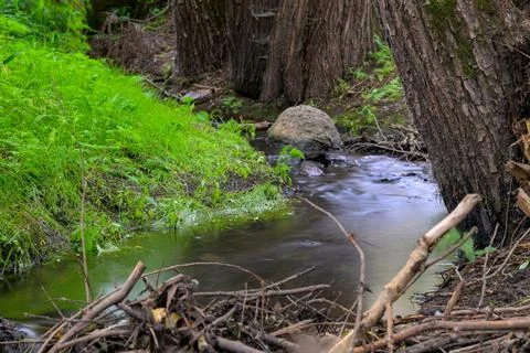 Calm stream flows through lush green forest floor Stock Photos