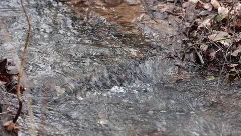 A Calm Stream Flows Through a Narrow Waterway Surrounded by Lingering Dry Leaves Stock-Footage 314404928
