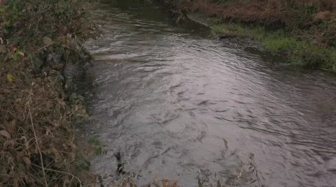 Calm Stream Stock Footage 779887