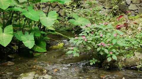 Calm Stream Stock Footage 10972768