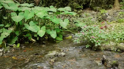 Calm Stream Stock Footage 11143782