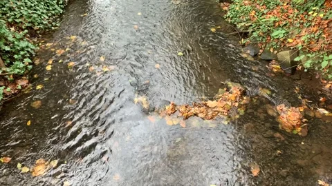 Calm stream Stock Footage 235922131