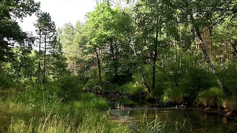 Calm stream in the forest, Video stock 97292807