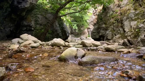 A calm stream in a forest Stock Footage 203521164