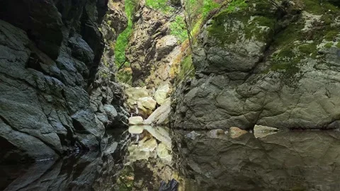 A calm stream in a forest Stock Footage 203521379