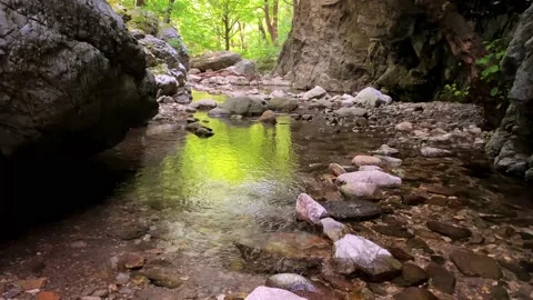 A calm stream in a forest Stock Footage 203521673