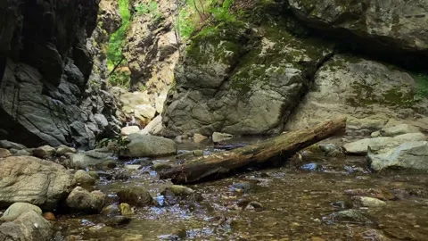 A calm stream in a forest Stock Footage 203521718