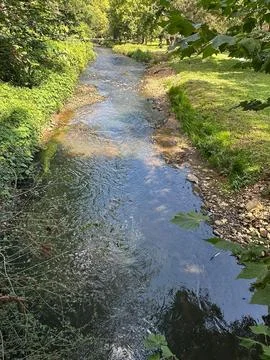 Calm stream with lush vegetation Stock Photos